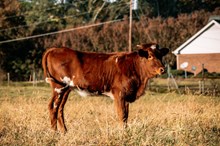 Heifer Calf